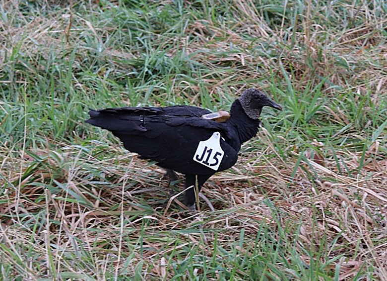 OUTDOORS: Black vultures impact on livestock being studied